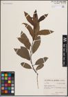 Foto von Salix discolor Muhl.